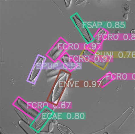 Freshwater diatoms identification - iMagine project