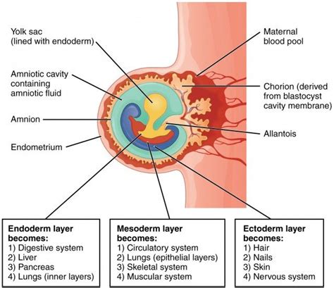 Second & third week of Embryonic development, Chorion & types of Chorionic villi | Embryonic ...