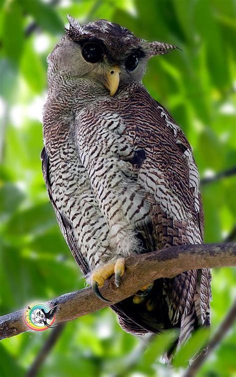 500px / Barred Eagle OWL by Andy Fu | Owl, Owl spirit animal, Beautiful owl