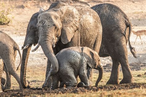 Chobe National Park Safari Botswana