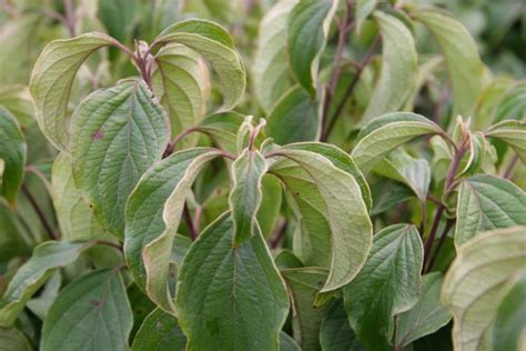 Cornus sericea 'Kelseyi' (Redtwig Dogwood)