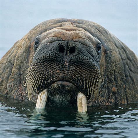 Pacific Walrus - Marine Mammal Commission