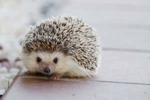 The Simple Guide To Hedgehog Colors