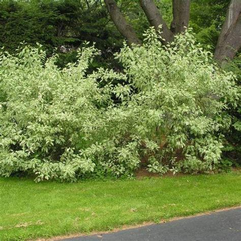 Ivory Halo Dogwood Shrubs in 2021 | Dogwood shrub, Ivory halo dogwood ...