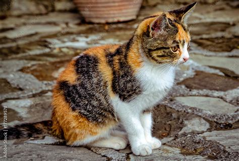 Cute Orange Black White Calico Kitten Cat Outside on Stone Paving Stock Photo | Adobe Stock