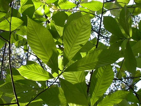 Pawpaws at Columbia Audubon Nature Sanctuary | Columbia Audubon Society