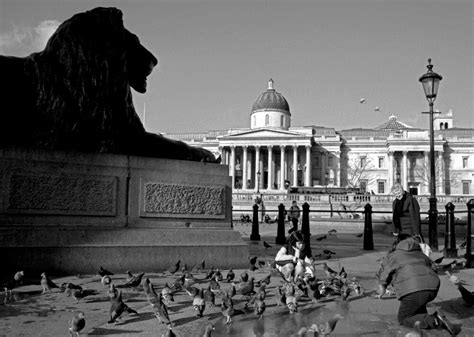 Brooding lion, Trafalgar Square Art Print by Niki Gorick | King & McGaw
