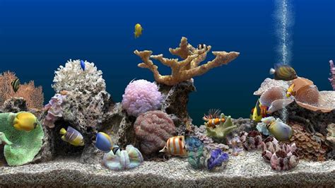 Aquariums: Marine Aquarium 3 Blue Background (4K) #4K, #Aquarium, #Marine, #MarineAquarium3, # ...