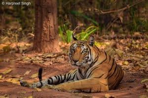 Guide to Bandhavgarh National Park and Tiger Reserve - Breathedreamgo