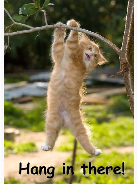 "Hang in There Cat Poster - Perfect Funny Motivational Poster For Home ...