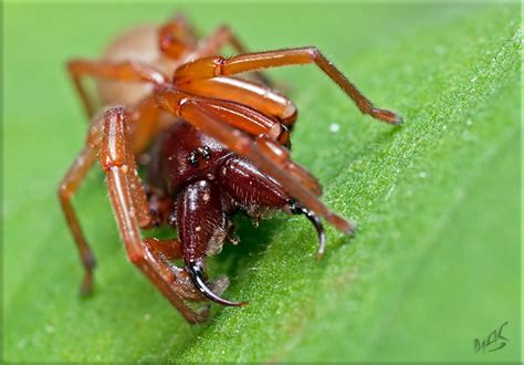 Woodlouse spider (Dysdera crocata) Gråsuggespindel | Flickr - Photo ...