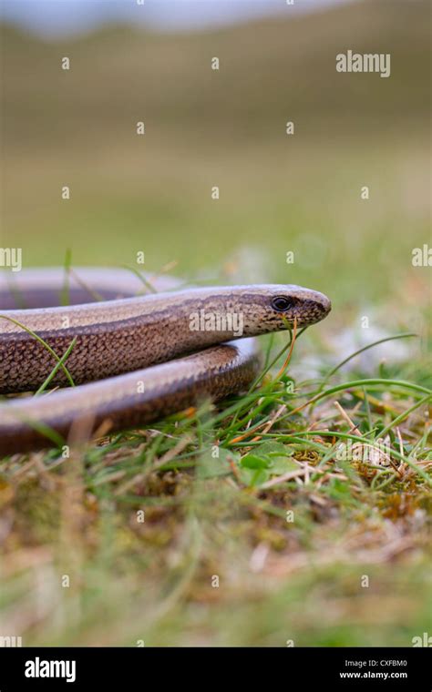 Slow Worm; Anguis fragilis; Cornwall; UK Stock Photo - Alamy