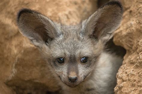 Bat-eared Fox | San Diego Zoo Animals & Plants