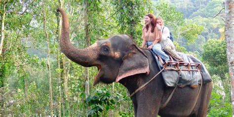 Best Elephant Rides in Kerala - Experience Kerala