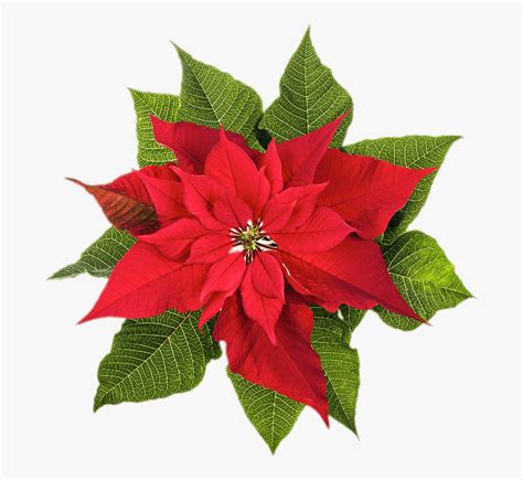 Poinsettia Top View - Poinsettia December Birth Flower , Free ...