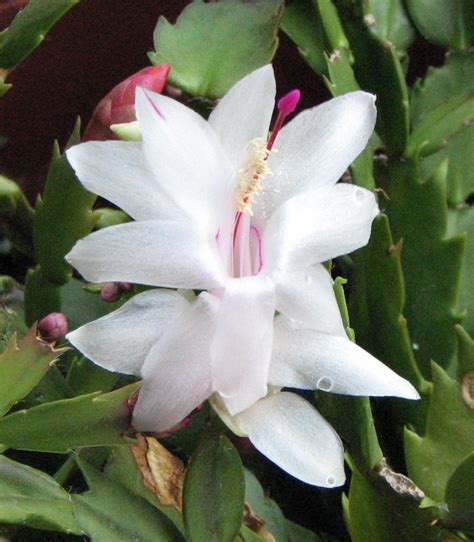 White Christmas Cactus