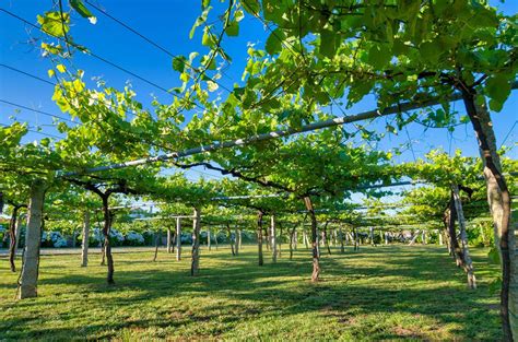 Best Albariño wines under £20: Ten to try - Decanter