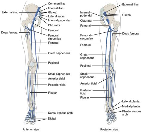 Major Blood Vessels Of The Body Diagram