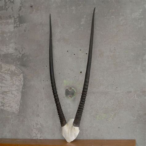 I liked this design on #Fab. Gemsbok Horns II | Tech accessories, Accessories, Pendant