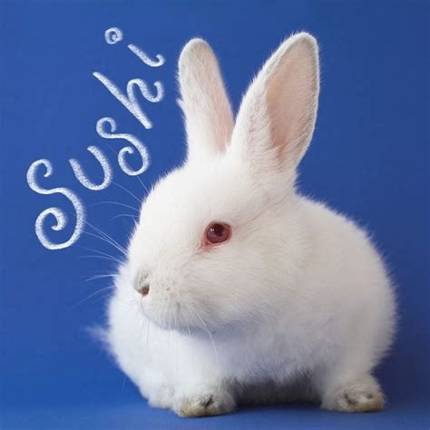 130+ Cute Bunny Names That Are Ear-resistible — Best Rabbit Names