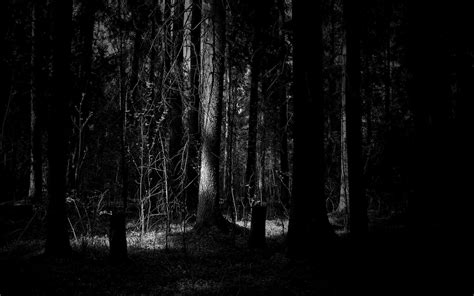 Dark Forest Wallpapers - Wallpaper Cave