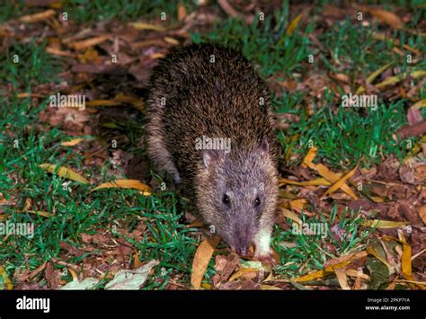 Northern brown bandicoot (Isoodon macrourus), bandicoot, marsupials ...