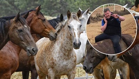 20,000 Racehorses Dead Since 2017 Kind Of Jealous They Didn’t Make The News Too – Waterford ...