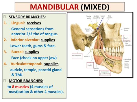 PPT - NERVE SUPPLY OF FACE 5 TH & 7 TH CRANIAL NERVES PowerPoint ...