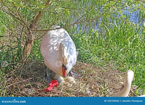 Swan Hatching Eggs on a Nest Stock Photo - Image of wild, water: 155755956