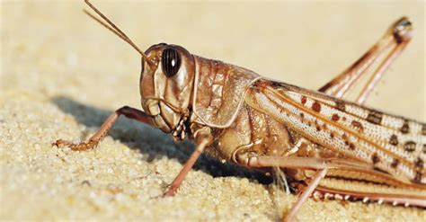 Discover the Significance and Symbolism of Locusts in the Bible - A-Z Animals
