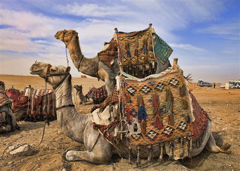 Camels, Giza, Egypt | Shutterbug