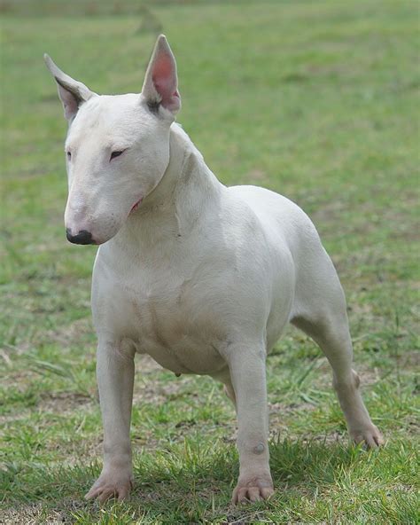 Bull Terrier - Razas de perros | Perros peligrosos, Perros ladrando ...