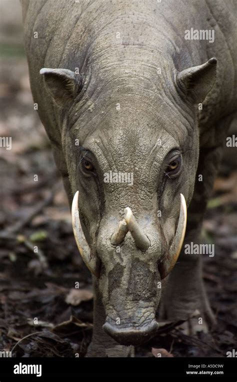 Stock photo of a male babirusa or pig deer Stock Photo - Alamy