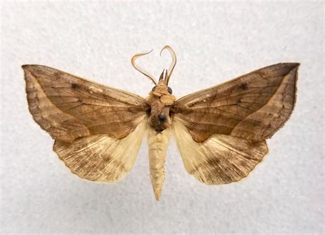 Check Out These 6 Bizarre Moths - Nspirement