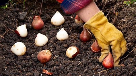 How to Plant Bulbs | Garden Gate