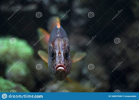 Big fish stock photo. Image of great, indianpeafowl - 160037840