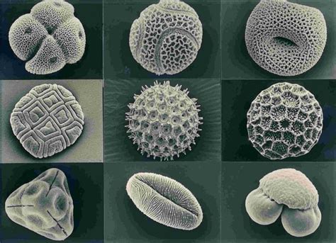 7 Totally Awesome (and Terrifying) Objects Under a Microscope