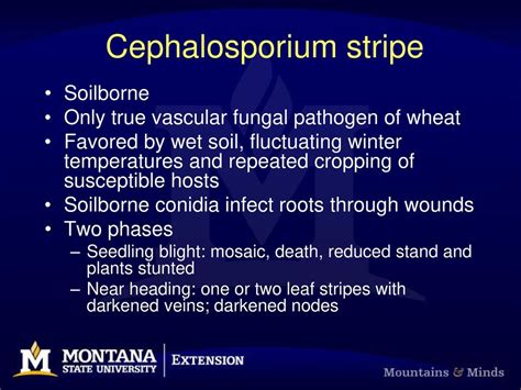 Cephalosporium stripe symptoms - ppt download