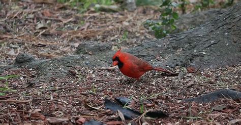 Close Up View of the Northern Cardinal Bird Hopping Free Stock Video ...