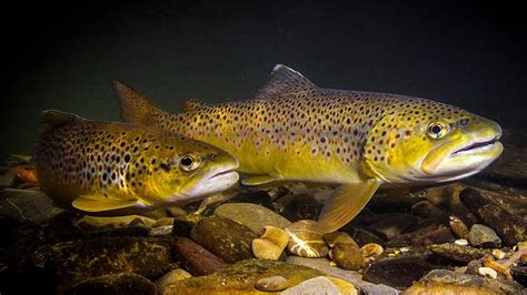 Brown Trout | A Comprehensive Fish Species Profile - Wired2Fish