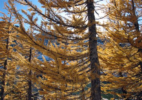 Larch in their fall colors | Dwayne Campogan | Flickr