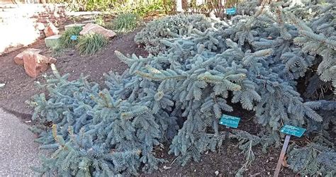 10 Best Dwarf Evergreen Trees – My Garden Plant