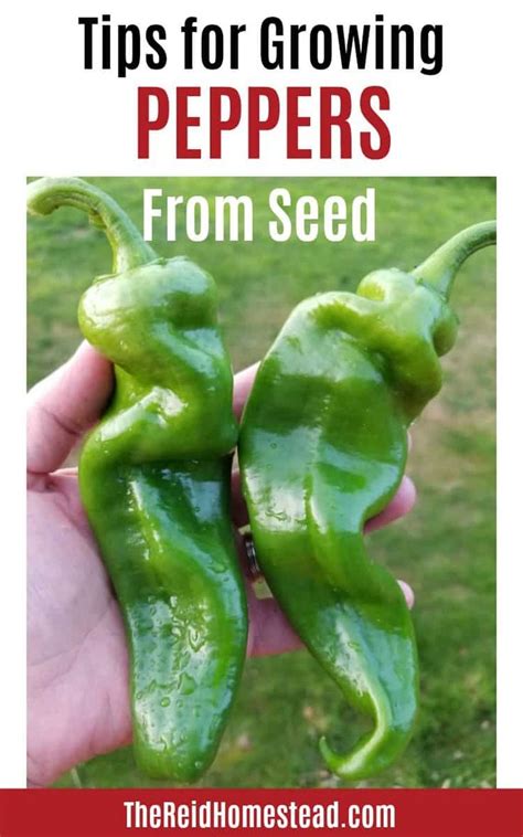 Planting Pepper Seed Indoors | Growing peppers, Pepper plants, Stuffed ...