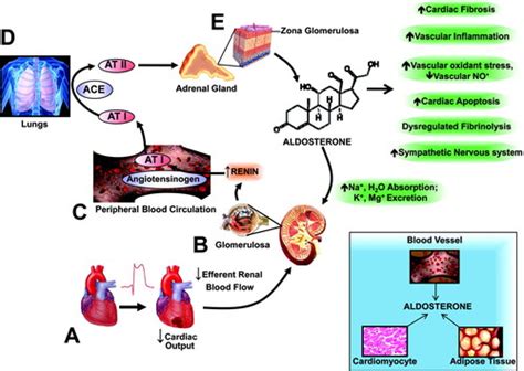 Aldosterone Receptor Antagonists | Circulation