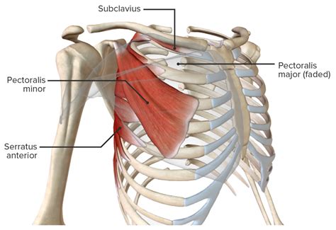 negocio nacionalismo Gato de salto anatomia humana musculos del torax Iluminar empresario respirar