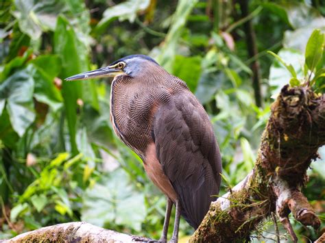 PHOTOS: The (wild)life of Tortuguero - Tiny Travelogue