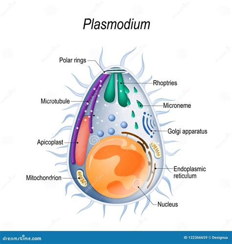 Diagram of Plasmodium Merozoites Structure. Stock Vector - Illustration of malaria, anopheles ...