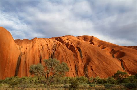 Download Uluru-Kata Tjuta National Park Nature Tree Outback Australia Ayers Rock Uluru 4k Ultra ...