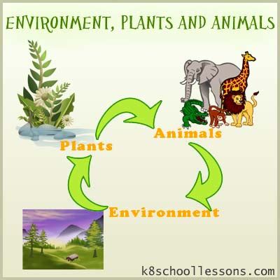 Environment, Plants and Animals | Free Primary Science Lessons