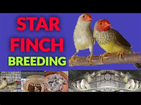 STAR FINCH BREEDING - YouTube